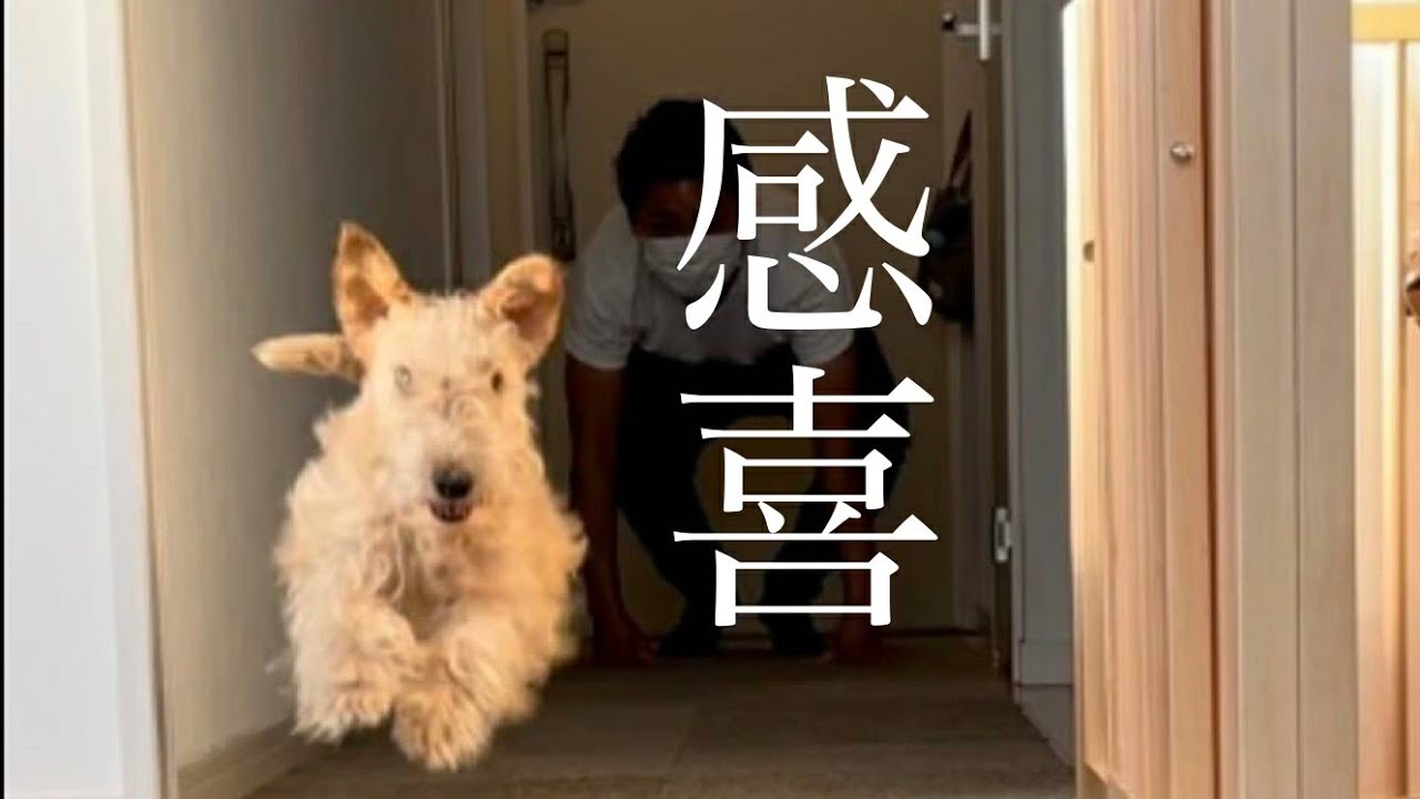 タイルマットを敷いたら喜びが限界突破した犬