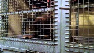 Monkey World Update: Orang-utans!