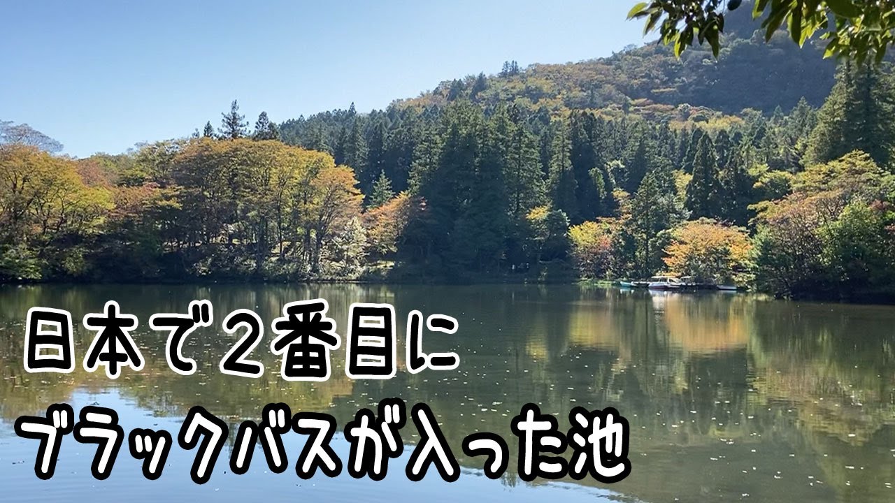 あのねのね ブラックバス 歌詞 動画視聴 歌ネット