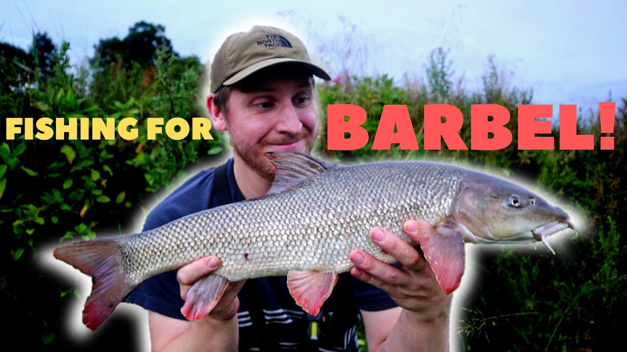 Feeder Fishing For Barbel on a Yorkshire River YouTube