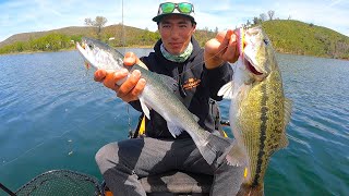 ULTIMATE MULTISPECIES TRIFECTA  Bass, Trout, and an Unexpected Bonus