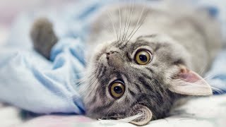 How to test Giardia Ag for cats or dogs at home