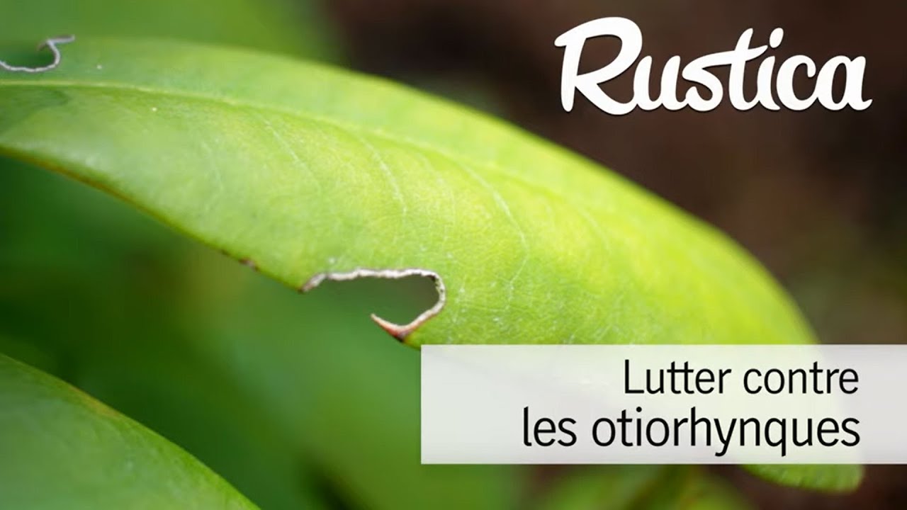 Lutter naturellement contre les otiorhynques
