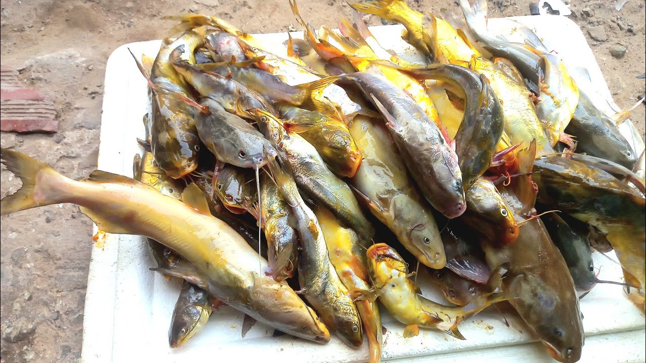 PESCARIA DE ESPINHEL MUITA FARTURA NO RIO ITAPECURU ROSÁRIO MARANHÃO