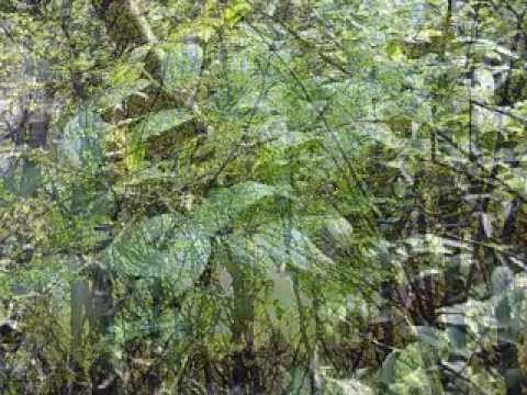 Panflute Don T Cry For Me Argentina 