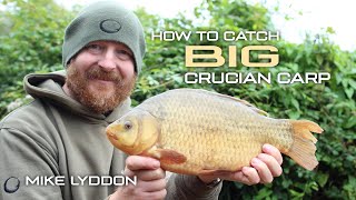 How To Catch Big Crucian Carp | Mike Lyddon | Coarse Fishing