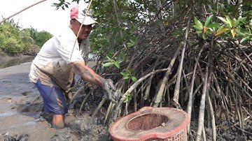 CÔ BA MIỀN TÂY ✅ XEM NGƯỜI CÀ MAU ĐÁNH BẮT TÔM, CÁ VÀ CUA BIỂN