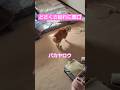 どさくさ紛れに悪口 #しゃべる猫