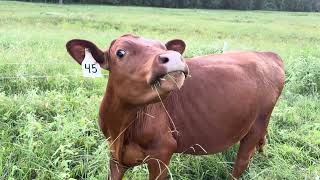 Up For Sale South Poll Cross Heifers and Cows