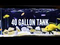 Top 5 Cichlid Tank Setups for a 40 Gallon Aquarium Mp3 Song