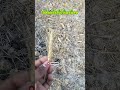 short description viral #viral #oldgrowth #21daychallenge #g #growth #shortvideo #shorts #nature