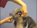 Shih Tzu Grooming Long Hair Clip by Pet Grooming Studio Richmond Hill ON