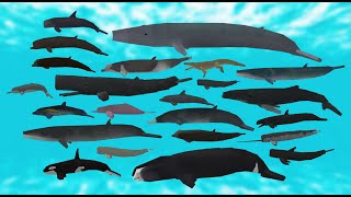 All models showcase - Minecraft Whalecraft more whales and dolphins addon (Bedrock edition) screenshot 1