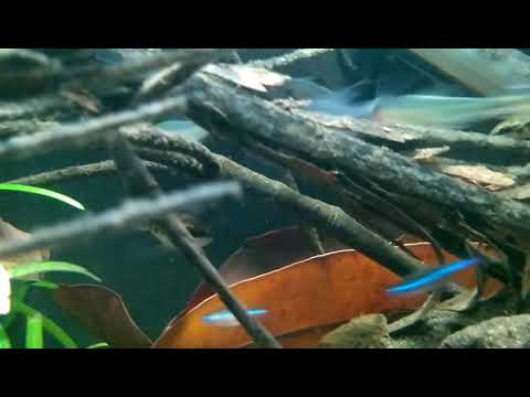 Xadrezinho/Dicrossus filamentosus