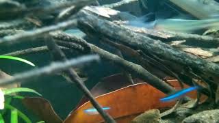 Xadrezinho/Dicrossus filamentosus