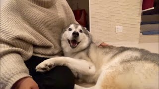 Siberian husky that can be sweet to her sister's friend who meets for the first time