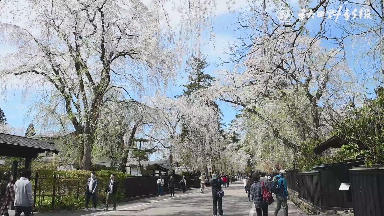 武家屋敷通り周辺など桜満開 角館 にぎわい戻る 動画 秋田魁新報電子版