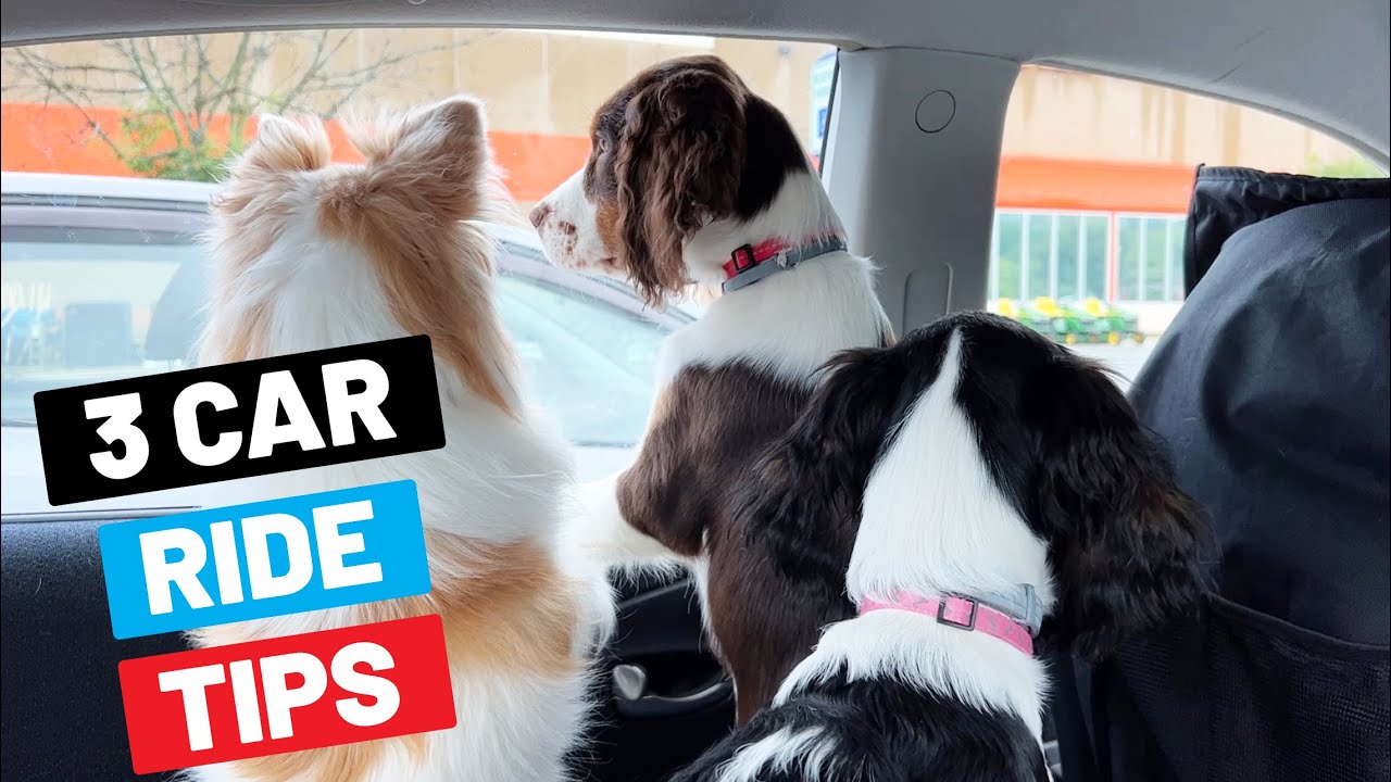 3 Car Ride Tips For Dog Travel (Make It Easy And Safe) YouTube