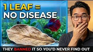 ONE Leaf = ZERO Disease — The Secret BANNED In 17 States