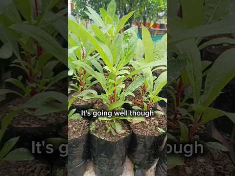 Globe Amaranth Flower Music