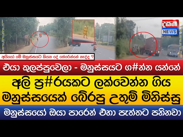 අලි ප්‍ර#රයකට ලක්වෙන්න ගිය මනුස්සයෙක් බේරපු උතුම් මිනිස්සු - එයා කුලප්පුවෙලා - මනුස්සයට ග#න්න යන්නේ