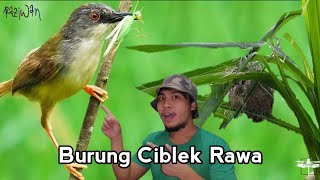 melihat perkembangan anak burung Ciblek Rawa yang baru menetas hinga dewasa
