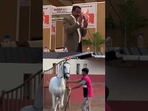 नॉन ब्रीडिंग में क्या तकलीफ़ आती है सुनिए गजेंद्र पाल पोसाना जी से #marwarihorse #horse #horselove
