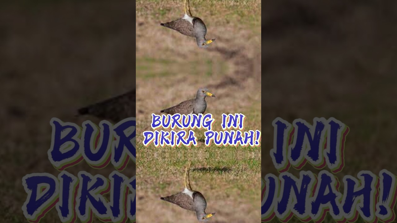 Trulek Jawa : Burung Ini Dikira Punah Selama 80 Tahun! 