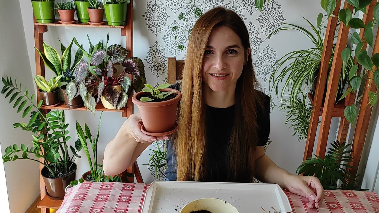 Peperomia Pixie Lime Propagation