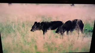 BBC Dynasties: African Wild Dogs Selecting A New Leader