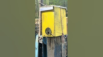 Bees moving into my homemade swarm trap April 2, 2025 #bees