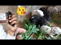 Rabbits 🐇 Ka itna Chota Bacho Na Khana Start Kr Diya - 5 Day Old Bunny Babies Eating &amp; Playing Start