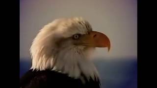 7 leadership Principle you can learn from an Eagle