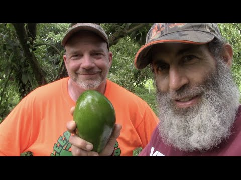 Get Your Avocados Now