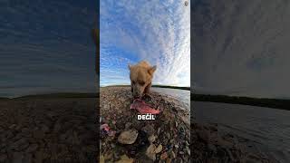 Sevimli Sanıyorsun Ama Bu Ayı Çok Tehlikeli