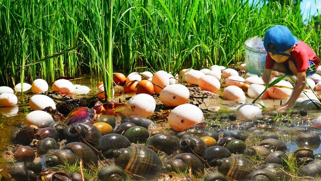 Wow Amazing Fishing A Small Fisherman Find Catch Snail Meet A Lot Of 