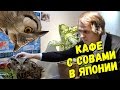 КАФЕ С СОВАМИ в ЯПОНИИ. Обязательно к посещению