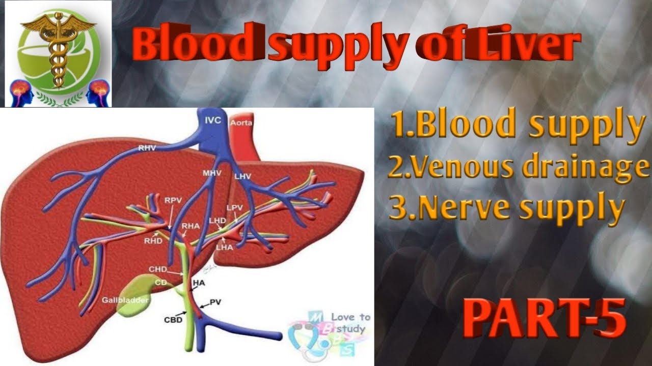 Blood supply of Liver । Venous Drainage । Nerve supply of liver PART5