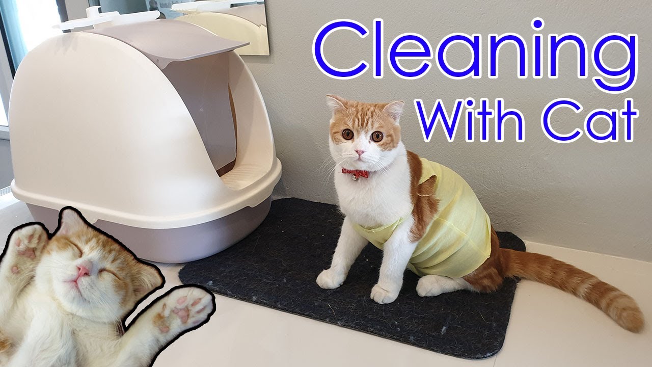 Cleaning with Cat || Scottish Fold Cat "Amber" ~ ทำความสะอาดบ้านแมว - YouTube
