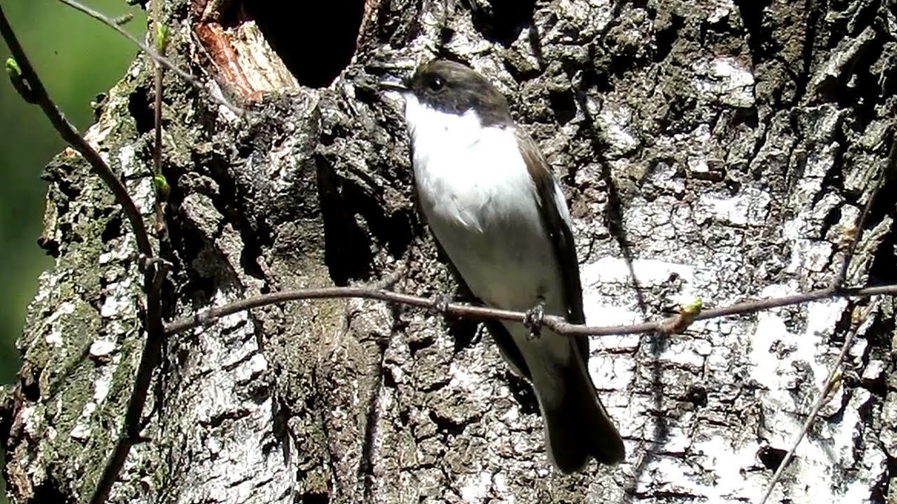 Мухоловка-пеструшка поет, Pied Flycatcher Singing 