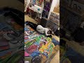 El estudio – urban art BCN, art video Barcelona, trash art