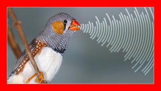 Zebra Finch Penguin Singing  Zebra Finch Song song Of Exotic Birds