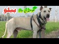 Bully dog bablu  champion bully dog  sial daily vlog  top blood line bully