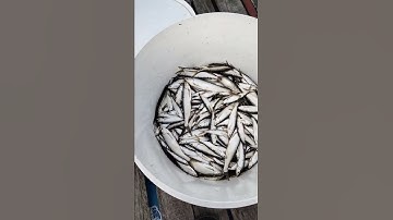 cá mương....hay còn gọi là cá tép dầu...