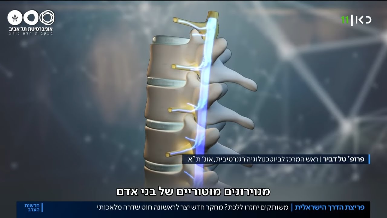 לראשונה בעולם: חוקרים ישראלים השתילו חוט שדרה מלאכותי בעכברים משותקים
