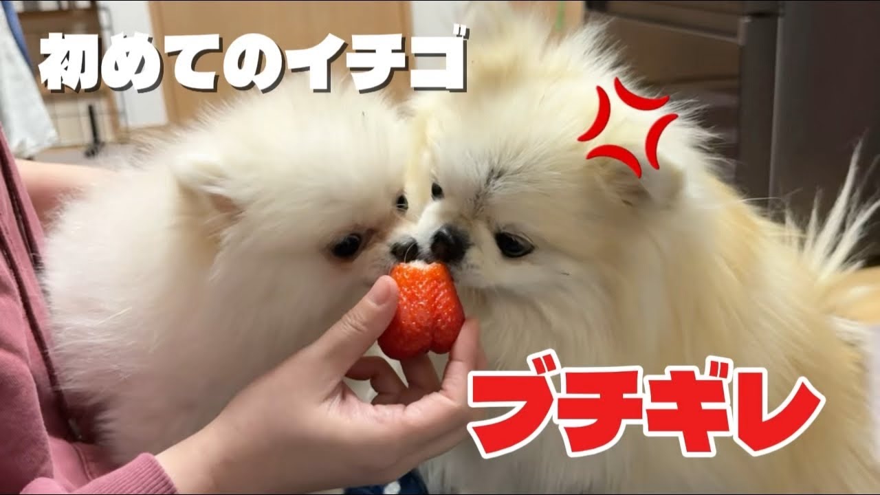 The first strawberry I ever ate was so delicious that I devoured