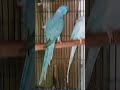 Beautiful Blue Ring neck parrots #birds #talkingparot #lovebirds #birdsong #cutebird #enjoy