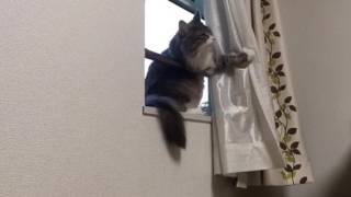 カーテンをめくる猫 ノルウェージャンフォレストキャットThe cat opens the curtain.Norwegian Forest Cat.