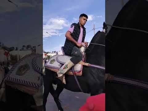 فن التبوريدة التقليدية مهرجان ربيع رݣراݣة تالمست