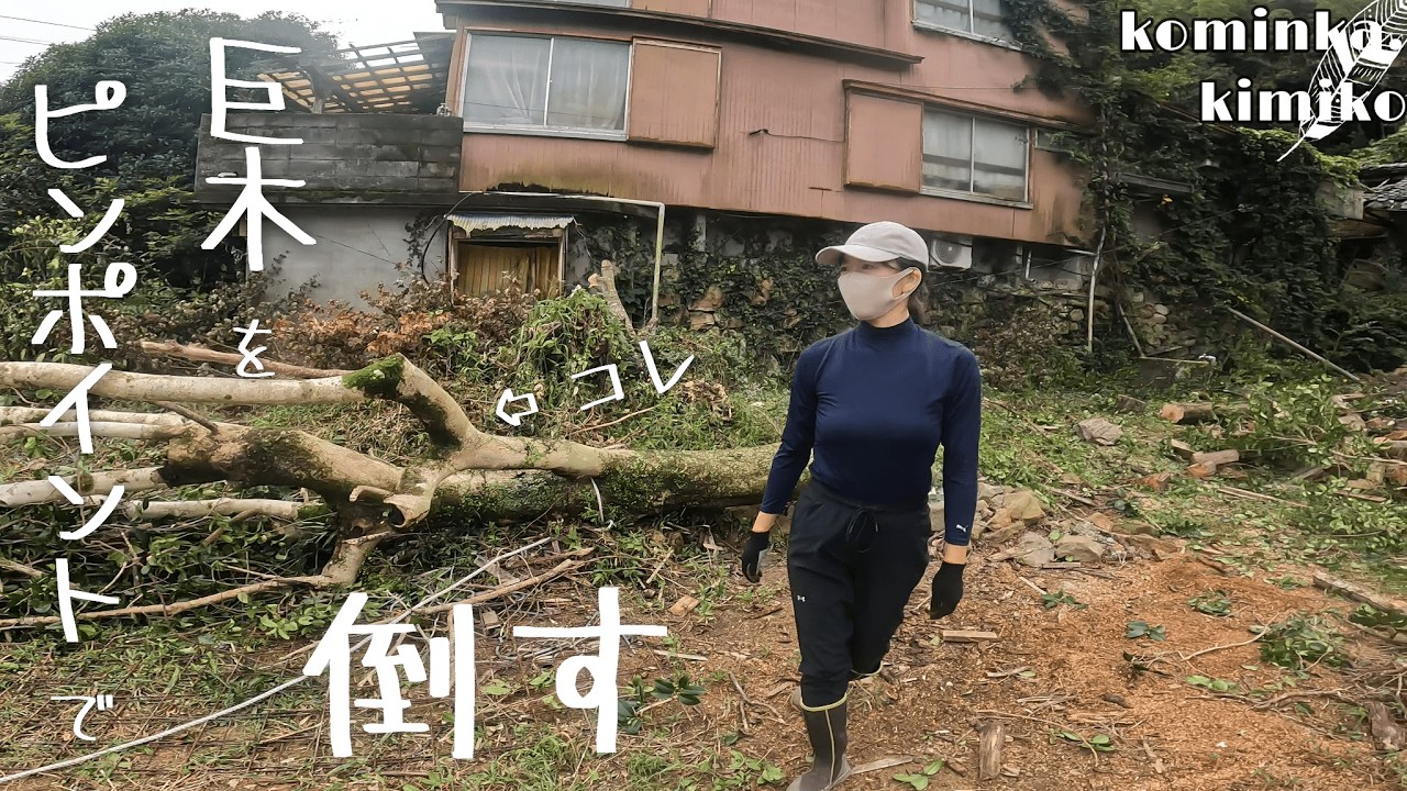 【古民家に住もう#119】大木を伐採します。